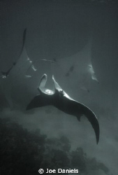 Mating Chain of Mantas by Joe Daniels 